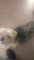 Vendo yorkshire terrier