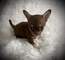 1 regalo precciosos cachorros chihuahua