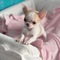 22regalo precciosos cachorros chihuahua