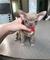 4 regalo precciosos cachorros chihuahua