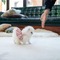 4 regalo precciosos cachorros pomerania