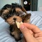 55regalo precciosos cachorros yorkshire