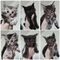 6 fantásticos ejemplares de maine coon