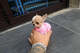 6 regalo precciosos cachorros chihuahua