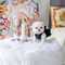 66 regalo precciosos cachorros maltese