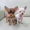 9 regalo precciosos cachorros chihuahua