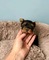 A cachorros yorkshire