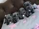 Adorables cachorros de bulldog francés azul disponibles