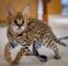 African serval kittens: https://angelicexoticcattery.com/