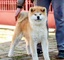 Akita inu - cachorros