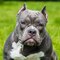 American bully para entrega inmediata by criamas