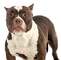American bully para entrega inmediata by masqueen ok