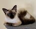 Balinese kittens: https://angelicexoticcattery.com