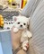 Bichón maltés gratis en venta