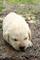 Busco cachorros macho y hembra de 1 mes gratis