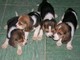 Cachorros beagle tricolores listos ahora...+34602616476