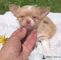 !!! cachorros chihuahua
