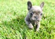Cachorros de bulldog francés machos y hembras