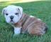 Cachorros de bulldog inglés en
