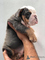 Cachorros de bulldog inglés11
