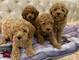 Cachorros de caniche toy de raza pura a partir de dos meses y med