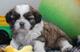 Cachorros,,,,,, de shih tzu, whatsapp 623727736