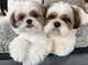 Cachorros shih tzu para un nuevo hogar