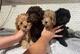 Caniche macho y hembra disponibles para regalar