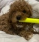 Caniche toy busca familia