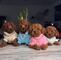 Caniche toy dispo