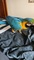 Cedo guacamayo ara ararauna