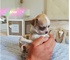 Chihuahua macho precioso y adorable