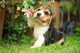 Criamas by beagle