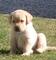 Estoy regalando mis cachorros de labrador de raza pura