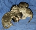 Gatetes en adopcion