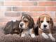 Gorgeous beagle puppies available