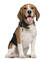 Hermosas beagle