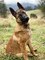 Hermosos belga malinois by masqueen argentina