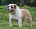 Hermosos bulldog ingles by masqueen argentina