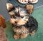 Hermosos cachorros yorkie disponibles para un hogar dulce