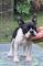 Hermsosos boston terrier masqueen