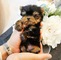 I cachorros yorkshire