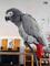 Impresionante loro gris africano parlante