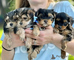Increíbles cachorros yorkie
