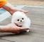 Lindo cachorro pomerania blanco