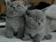 Lindo gatitos britanico pelo corto ( +34 603337992 ) 1