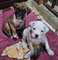 .mregalo adorable cachorros boxer whatsapp 600266514