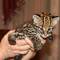 Ocelot kittens: https://angelicexoticcattery.com/
