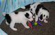 Qregaloo excelente cachorros border colliess, whatsapp:600266514