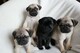 Regaalo cachorros carlino pug whatsapp:600266514